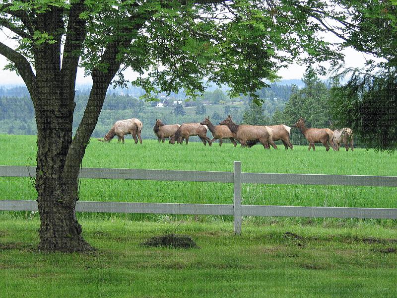 IMG_0946-elk.jpg
