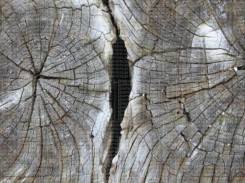 IMG_0971-twinstump.jpg