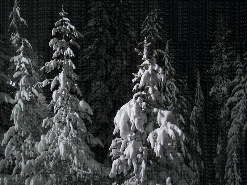 IMG_7280-goodtreesnow.jpg