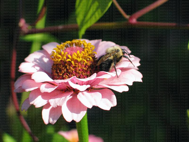 IMG_9784-zinniabee.jpg