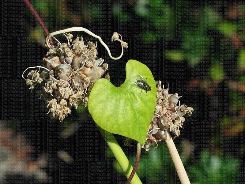 IMG_9795-flyheartleafonion.jpg
