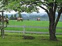 IMG_0940-elk