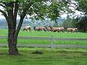 IMG_0946-elk
