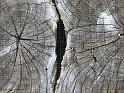 IMG_0971-twinstump