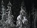 IMG_7280-goodtreesnow