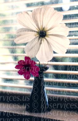cp020-02-cosmos-vase-colorz.jpg