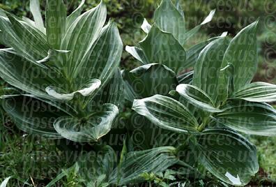cp024-32-greenfoliage.jpg