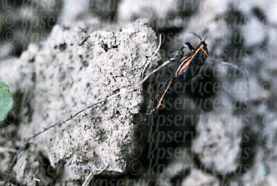 cp025-09-bugsDoinIt.jpg