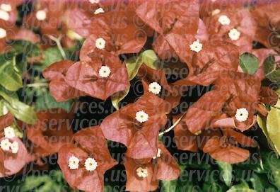 cp028-27-redflowersauto.jpg