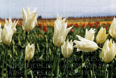 cp032-25-creamtulips.jpg