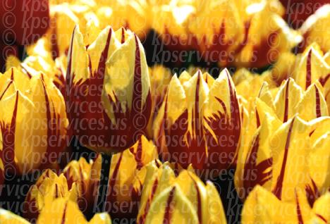 cp033-12-yell-redtulip.jpg