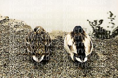 cp034-31-ducks.jpg