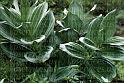cp024-32-greenfoliage