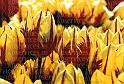 cp033-12-yell-redtulip